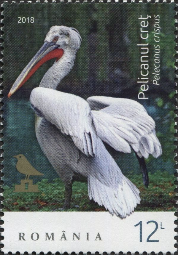 Dalmatian Pelican (Pelecanus crispus)