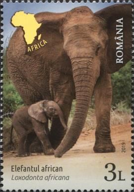 African Elephant (Loxodonta africana)