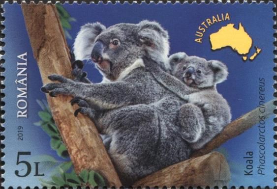 Koala (Phascolarctos cinereus)