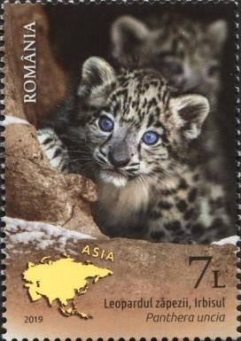 Snow Leopard (Panthera uncia)