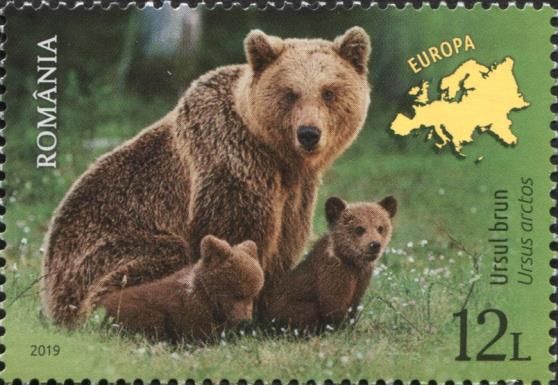 Brown Bear (Ursus arctos)
