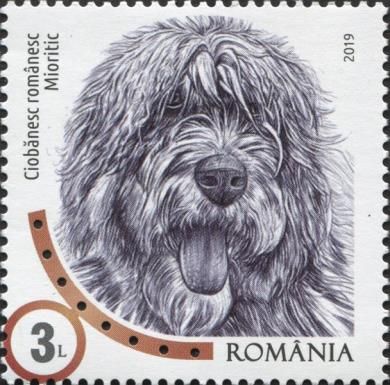 Romanian Mioritic Shepherd