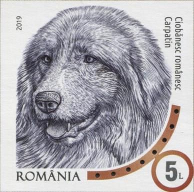 Romanian Carpathian Shepherd