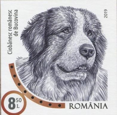 Bucovina Shepherd (imperf)
