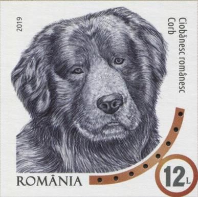 Romanian Raven Shepherd (imperf)