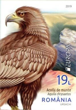 Golden Eagle (Aquila chrysaetos)