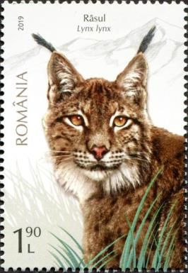 Lynx (Lynx lynx)