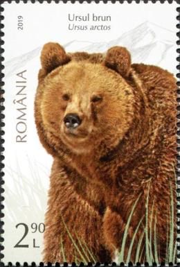 Brown Bear (Ursus arctos)