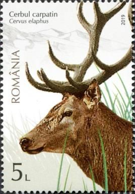 Carpathian Stag (Cervus elaphus)