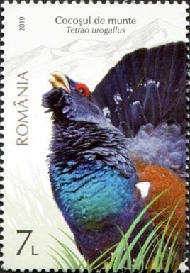 Capercaillie (Tetrao urogallus)