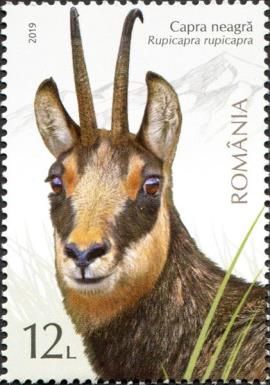 Chamois (Rupicapra rupicapra)