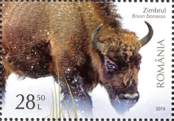 European Bison (Bison bonasus)