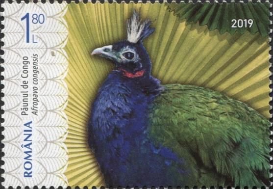 Congo Peafowl (Afropavo congensis)
