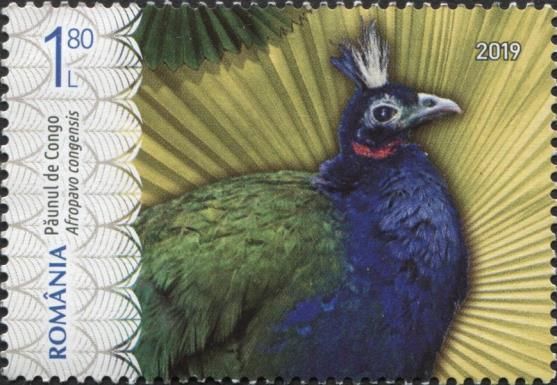 Congo Peafowl (Afropavo congensis)