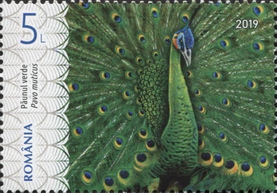 Green Peafowl (Pavo muticus)