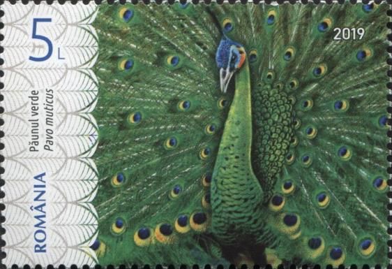 Green Peafowl (Pavo muticus)