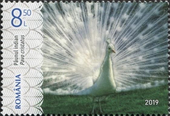 White Indian Peafowl (Pavo cristatus)