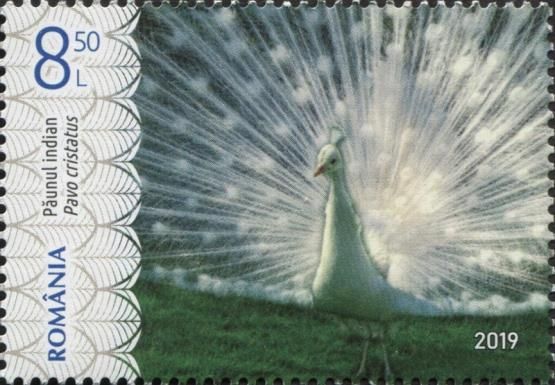 White Indian Peafowl (Pavo cristatus)