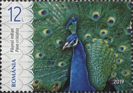 Male Indian Peafowl (Pavo cristatus)