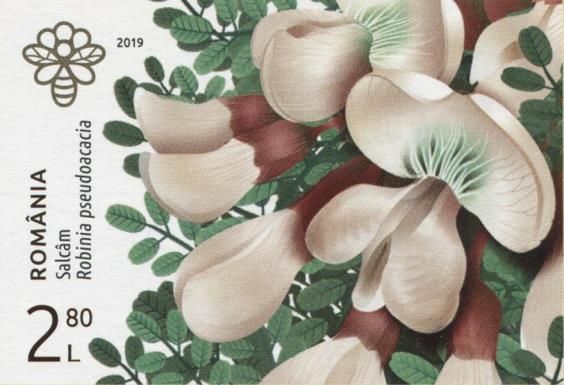 Black Locust (Robinia pseudoacacia)