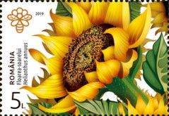 Sunflower (Helianthus annuus)