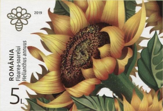 Sunflower (Helianthus annuus)
