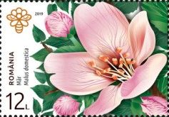 Apple Blossom (Malus domestica)