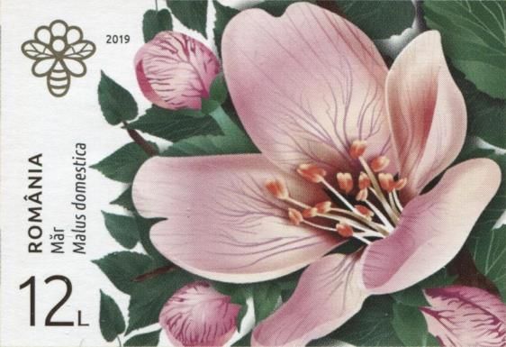 Apple Blossom (Malus domestica)