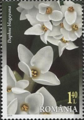 Daphne blagayana