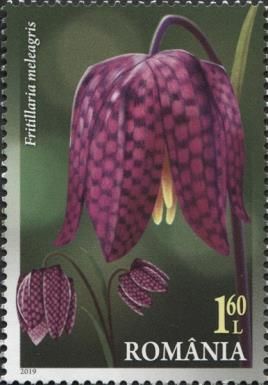 Fritillaria meleagris