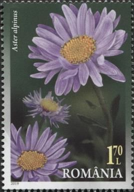 Aster alpinus