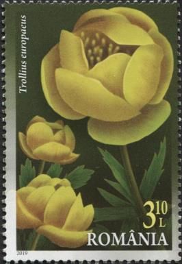Trollius europaeus