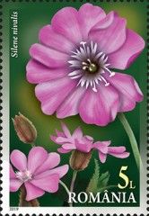 Silene nivalis
