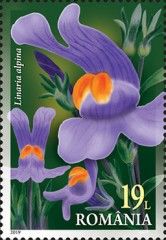 Linaria alpina