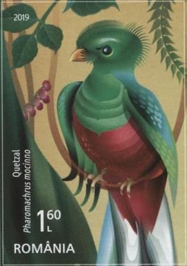 Greater Bird-of-paradise (Paradisaea apoda)