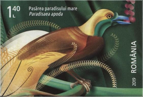 Greater Bird-of-paradise (Paradisaea apoda)