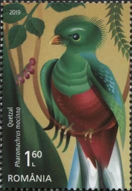 Resplendent Quetzal (Pharomachrus mocinno)