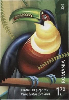 Red-Breasted Toucan (Ramphastos dicolorus)