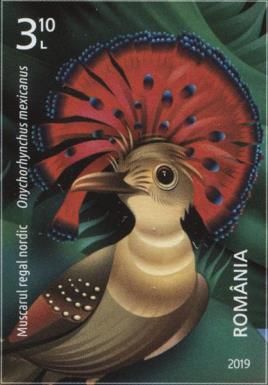 Northern Royal Flycatcher (Onychorhynchus mexicanus)