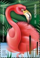 American Flamingo (Phenicopterus ruber)