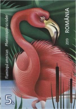 American Flamingo (Phenicopterus ruber)