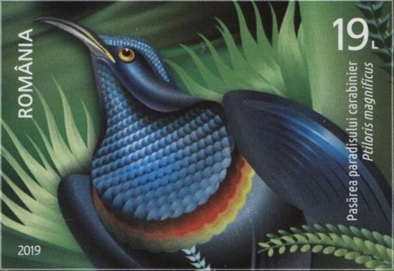 Magnificent Riflebird (Ptiloris magnificus)