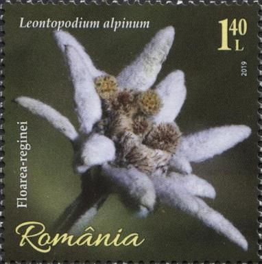 Edelweiss (Leontopodium alpinum)