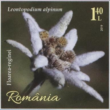 Edelweiss (Leontopodium alpinum)