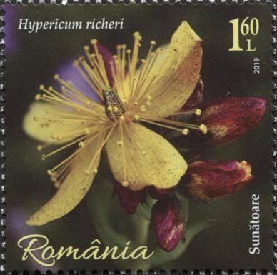 St. John's Wort (Hypericum richeri)