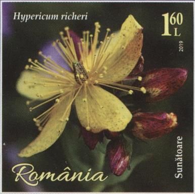 St. John's Wort (Hypericum richeri)