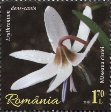 Dogtooth Violet (Erythronium dens-canis)