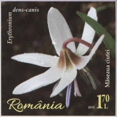 Dogtooth Violet (Erythronium dens-canis)