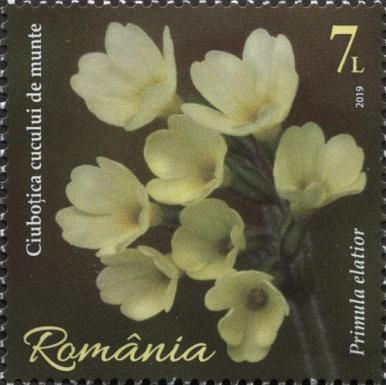 Oxlip (Primula elatior)