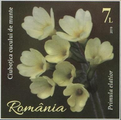 Oxlip (Primula elatior)